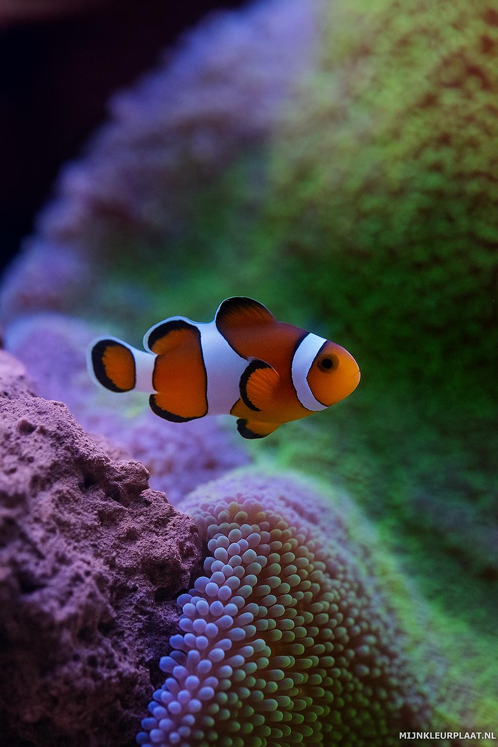 Zeedieren Variant 4 coloring page for children