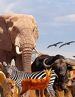 Animaux coloring page for children