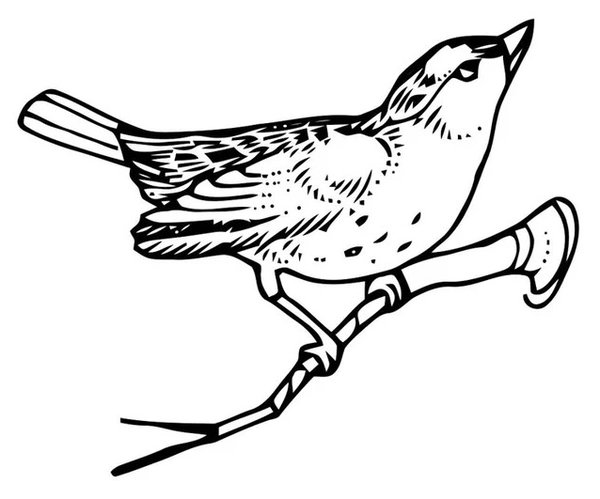 Bird Branch coloring page for children