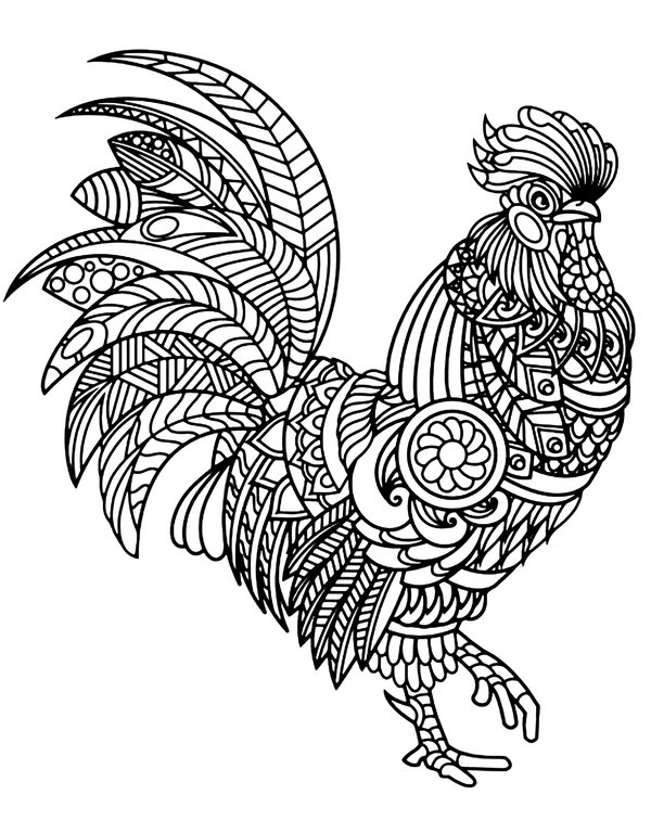 Birds Rooster Detailed