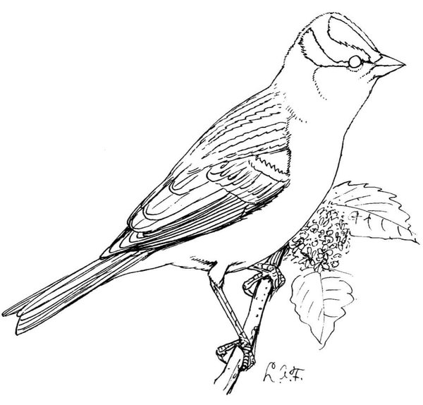 Birds Sparrow On Branch coloring page for children