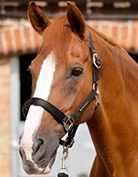 Caballos coloring page for children