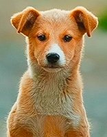 Chiens coloring page for children