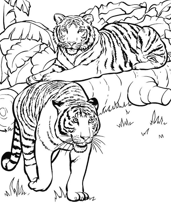 Deux tigres coloring page for children