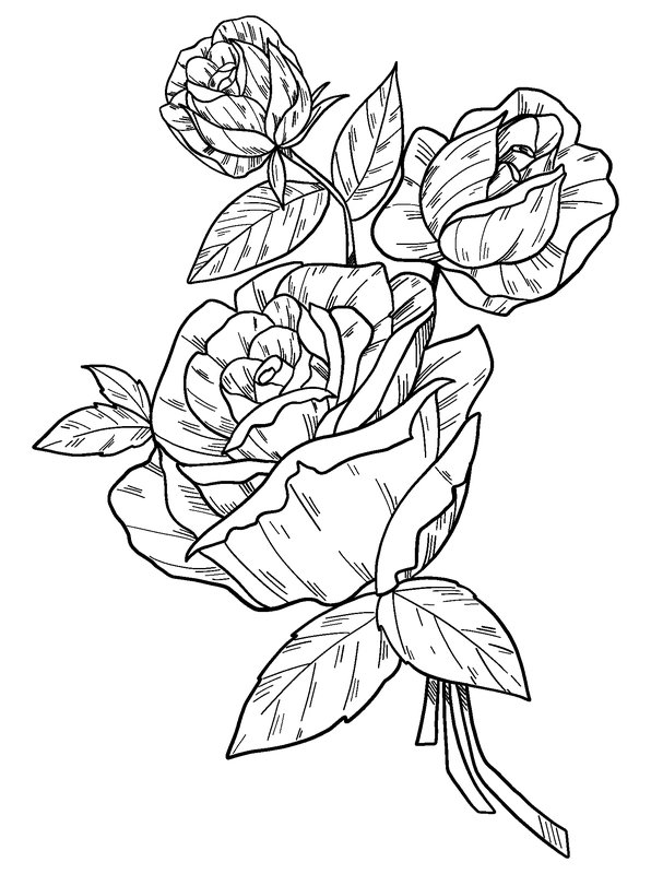 Drei Rosen mit Blättern coloring page for children