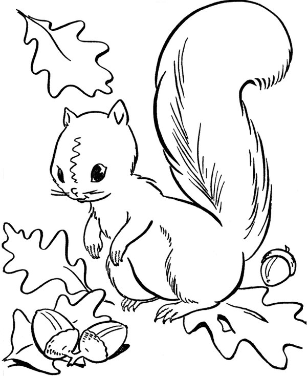 Ecureuil Assis En Automne Et Glands coloring page for children