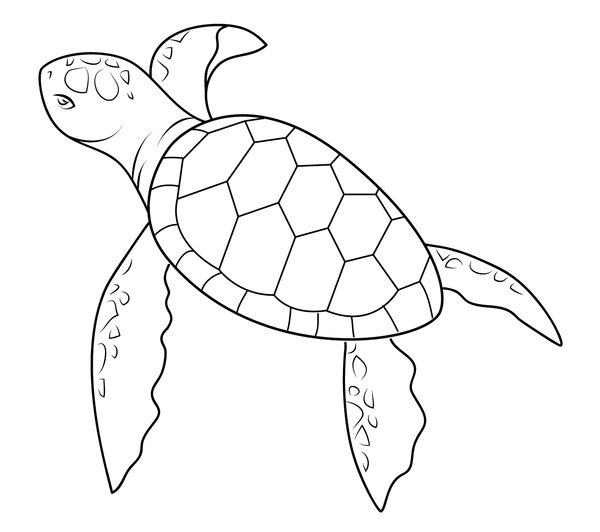Einfache Schwimmende Schildkrote coloring page for children