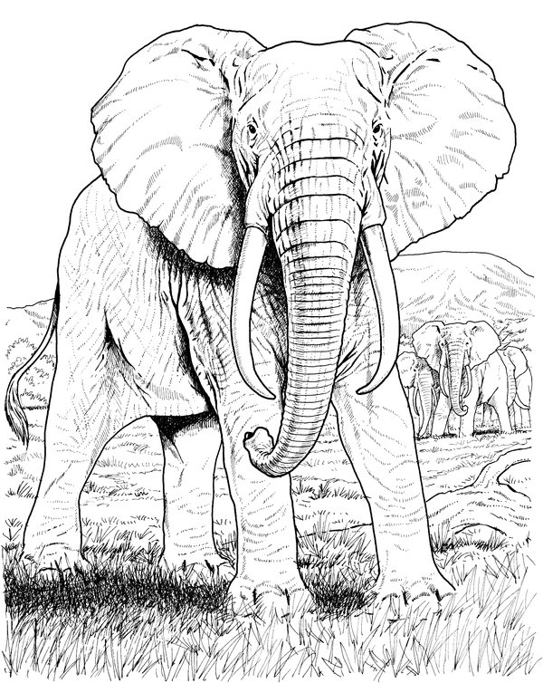 Elefante de pie frente a un grupo coloring page for children