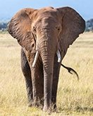 Elefanten coloring page for children