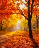 Fall coloring page for children