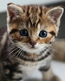 Feuille de coloriage pour enfants