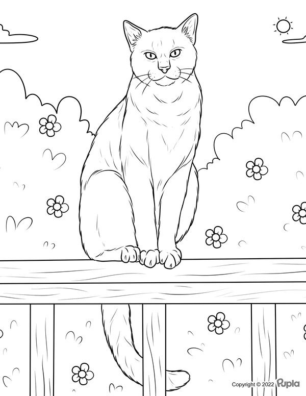 Katze Auf Bank Sitzend coloring page for children