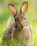 Konijntjes coloring page for children