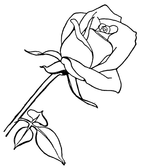 Lange Roos coloring page for children