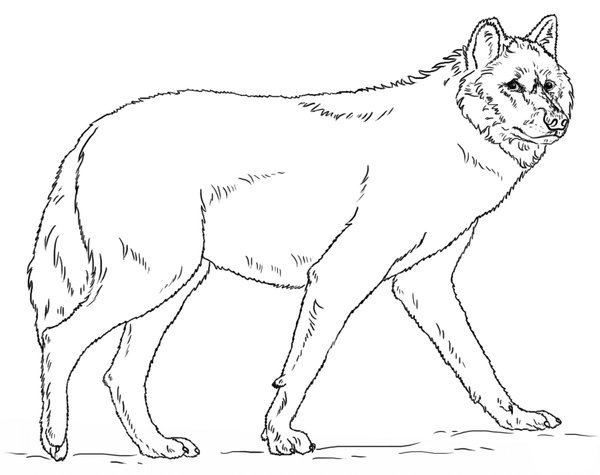 Le Grand Loup Qui Marche coloring page for children