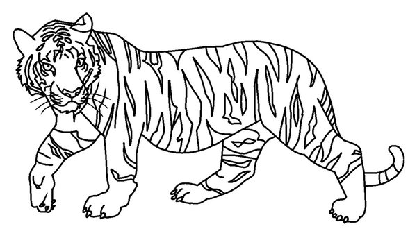Le Tigre Qui Marche coloring page for children