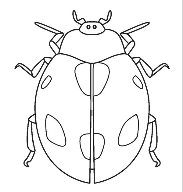 Lieveheersbeestje Gedetailleerd coloring page for children