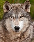 Loup coloring page for children