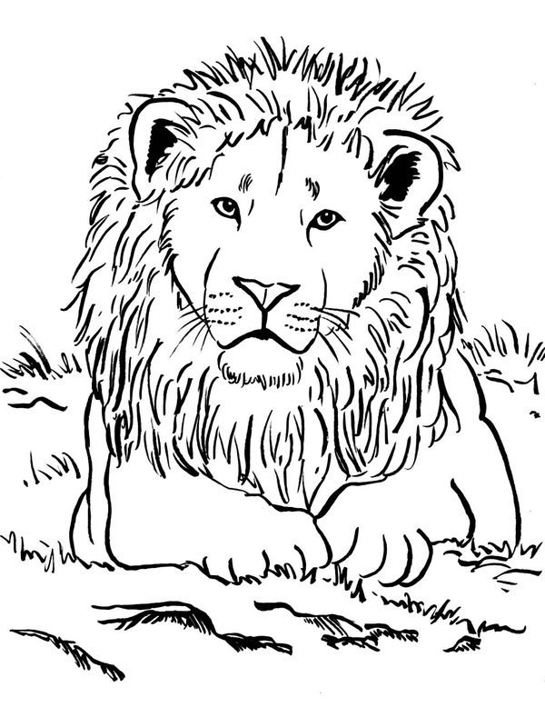 Lowe Auf Gras Liegend coloring page for children