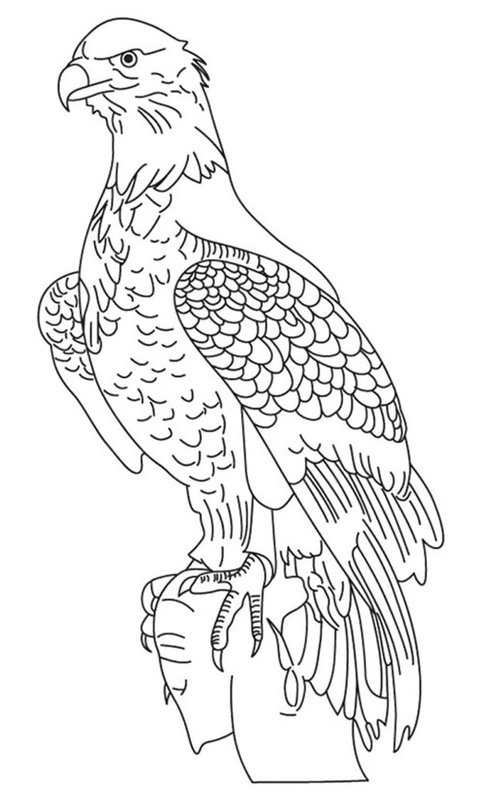 Oiseaux Assis Aigle Fier coloring page for children