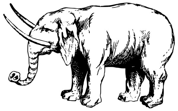 Olifant Lange Slagtanden coloring page for children
