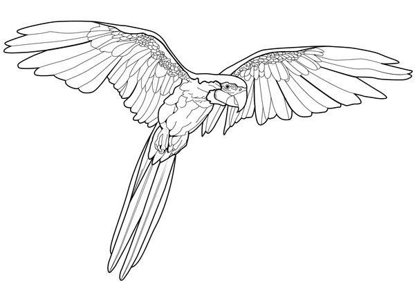 Pajaros Loro Volador coloring page for children
