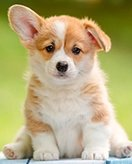 Puppy coloring page for children