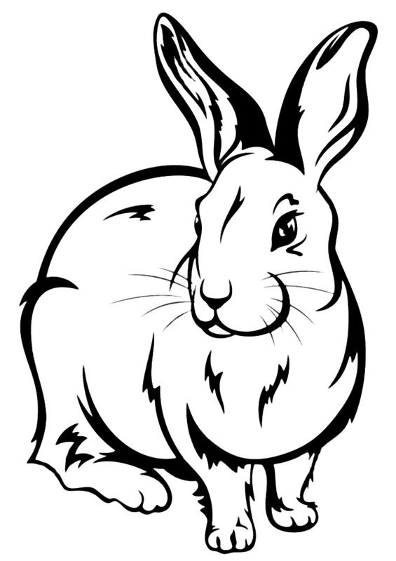 Realistischer Hase coloring page for children