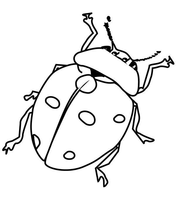 Realistischer Marienkäfer coloring page for children