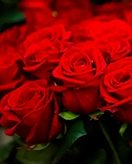 Roses coloring page for children