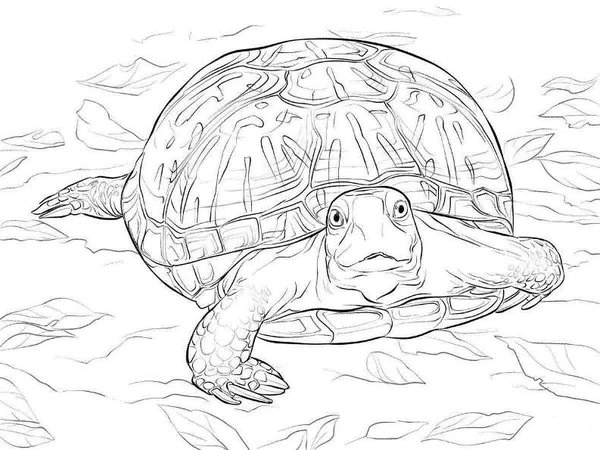 Schildpad Loopt Voren Gedetailleerd coloring page for children
