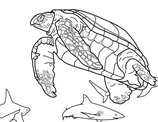 Schildpad Zwemt Haaien coloring page for children