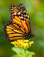 Schmetterlinge coloring page for children