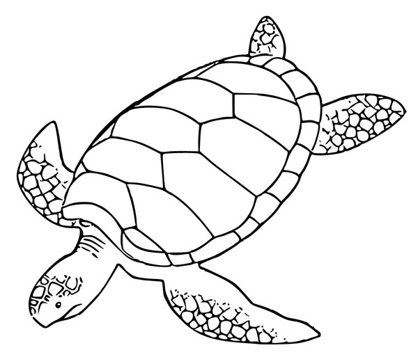 Schwimmende Schildkrote coloring page for children