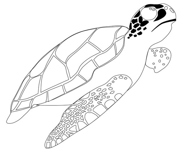 Sea Turtle Swimming Upwards coloring page for children