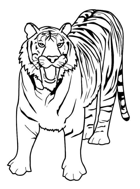 Tigre Debout coloring page for children