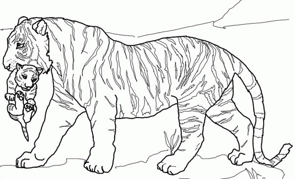Tijger Draagt Baby coloring page for children