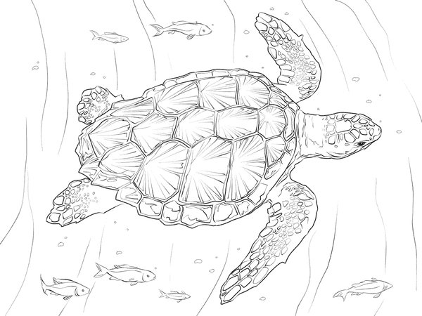 Tortue nageant avec des poissons coloring page for children