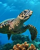 Tortugas coloring page for children