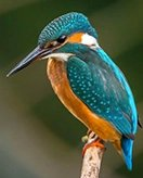 Vogel coloring page for children