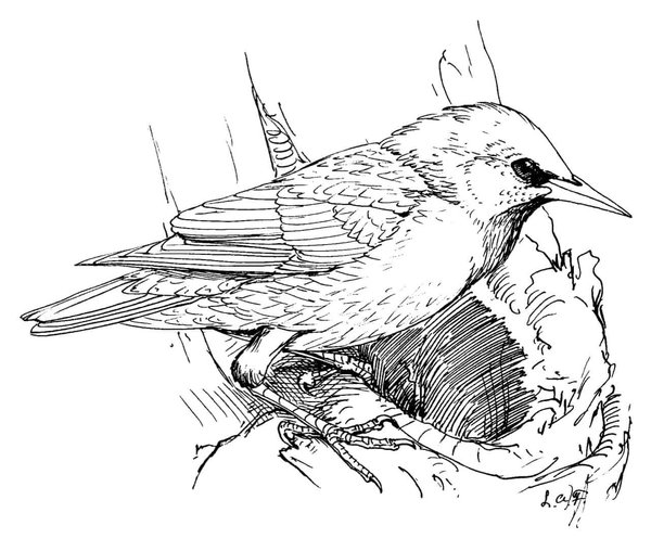 Vögel Starling coloring page for children