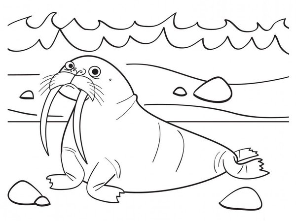 Walrus Strand coloring page for children