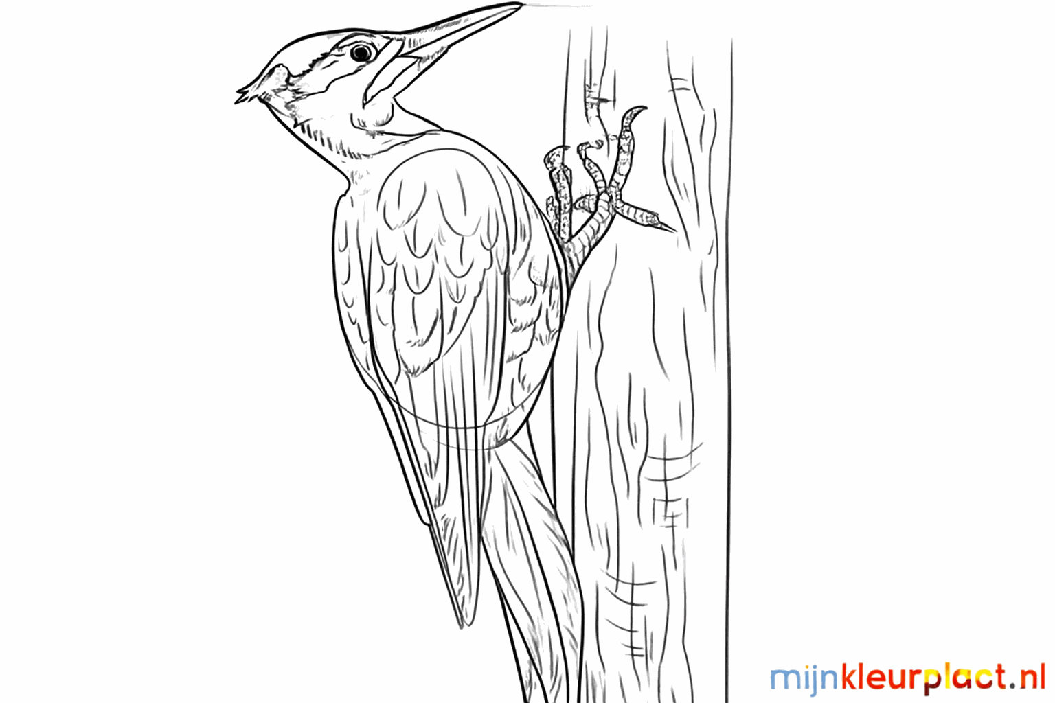 Details of feathers on the wings and texture on the tree trunk.