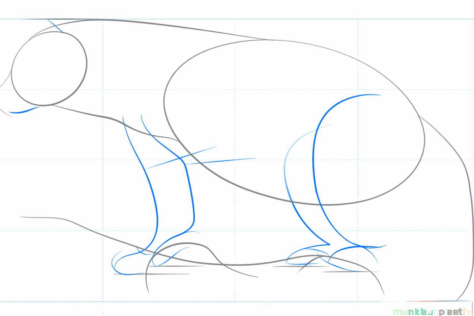 Guide lines for the legs, ears, and snout of the wolverine.