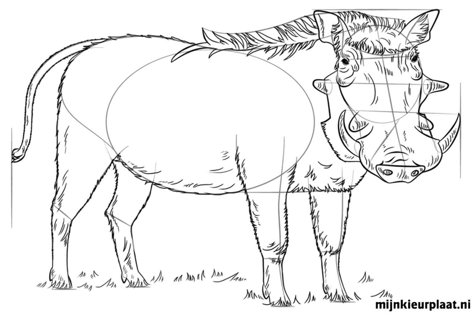 Large curved tusks and hair on the back of the warthog.