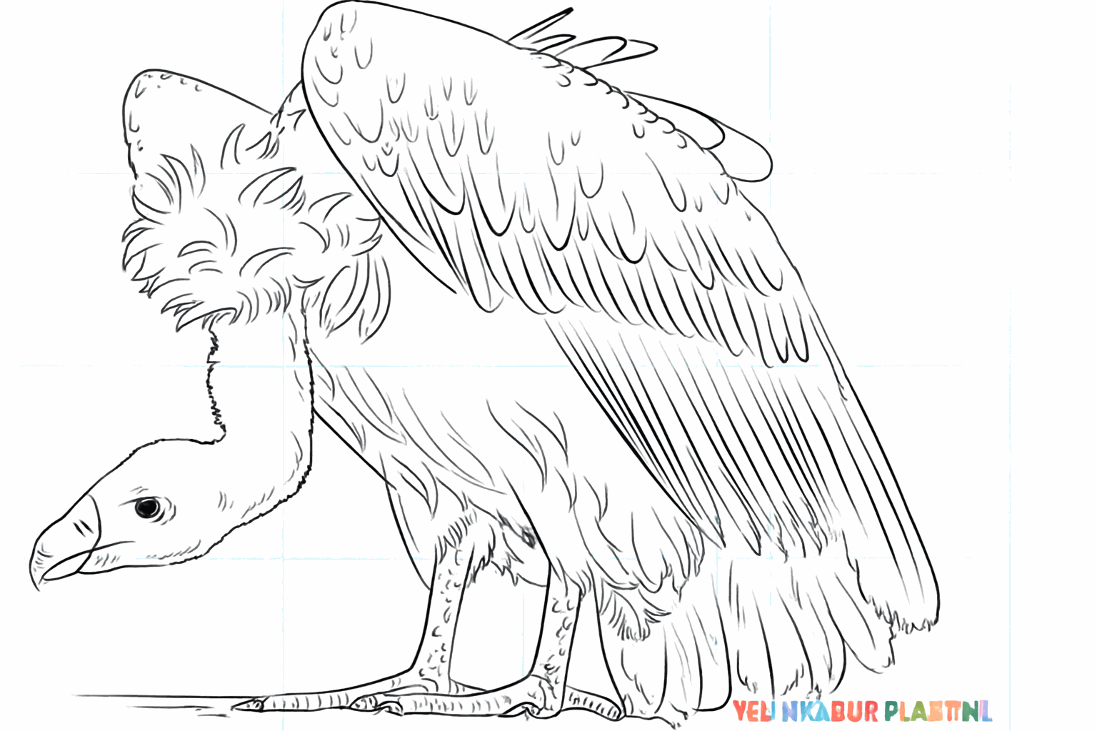 Drawing a cool vulture in 8 simple steps