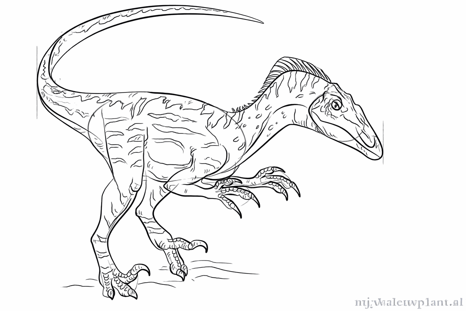 Make the outlines of the Velociraptor thicker and clearer.