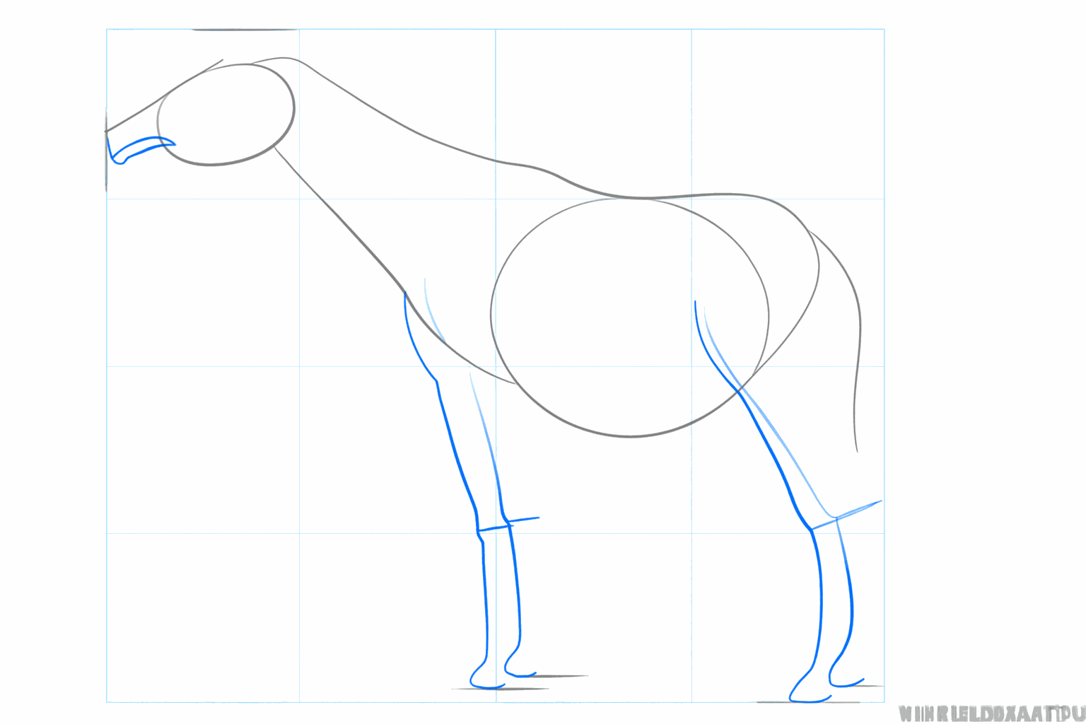 Guide lines for the four legs and the snout of the okapi.