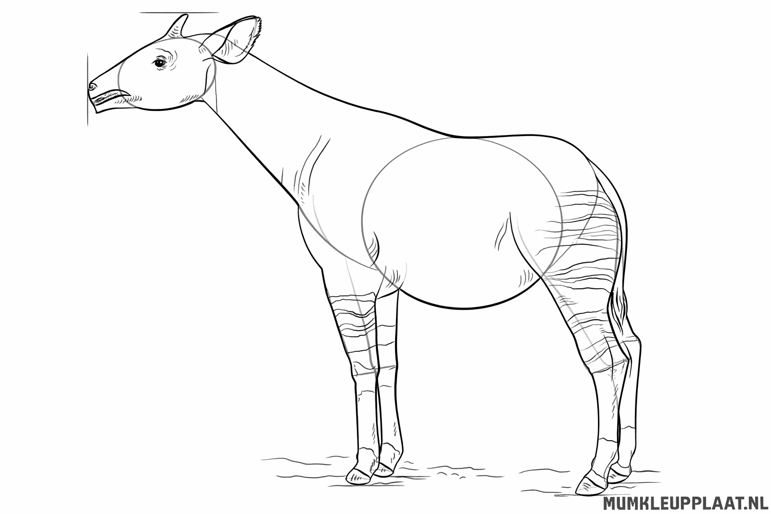 Finishing the lines of the okapi's body neatly.