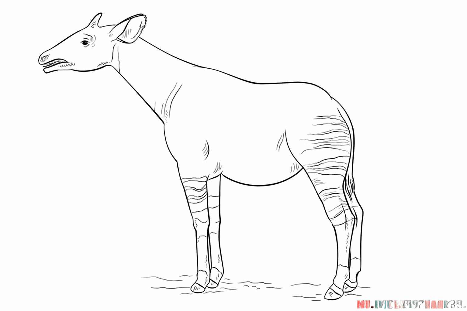 Drawing an okapi in 8 simple steps